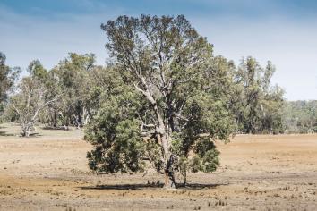 Rural Farming. Tree in paddock