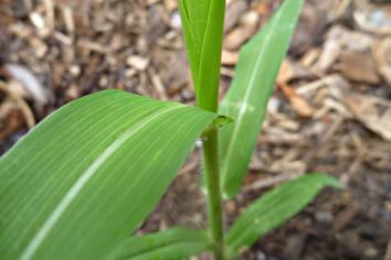 Corn, nitrogen enriched soil