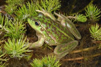 The Yellow-spotted Tree Frog, Litoria castanea