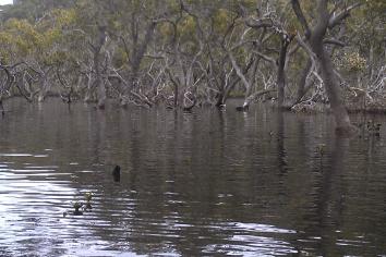 Mangroves Port Hacking, aquatic ecosystem