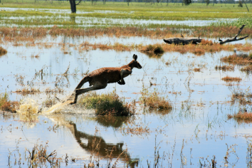 Kangaroo in environment 