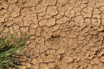 Cracking Clay and Vegetation