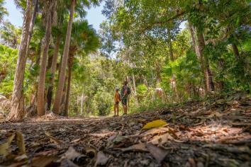Mungo Rainforest walk, Myall Lakes National Park