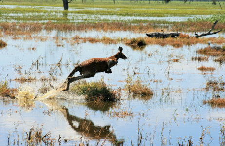 Kangaroo in environment 