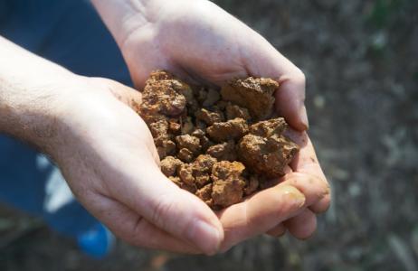 soil