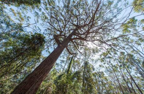tree tops