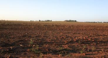 Farmland and Soil Dubbo red earth