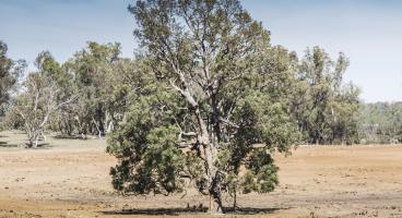 Rural Farming. Tree in paddock