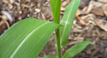 Corn, nitrogen enriched soil