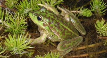 The Yellow-spotted Tree Frog, Litoria castanea