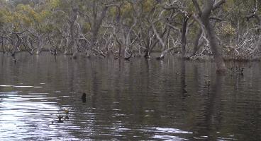 Mangroves Port Hacking, aquatic ecosystem