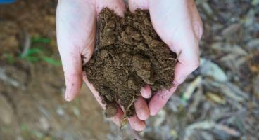 Hands holding soil. Soil profile sampling, testing, edirt program