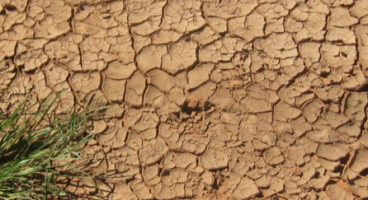 Cracking Clay and Vegetation