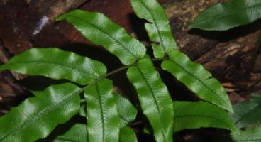 Gregson's Water-fern
