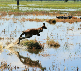 Kangaroo in environment 